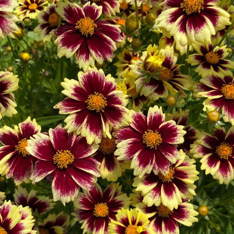 GardenFlowerSeed Coreopsis Seeds - Thumbnail 4
