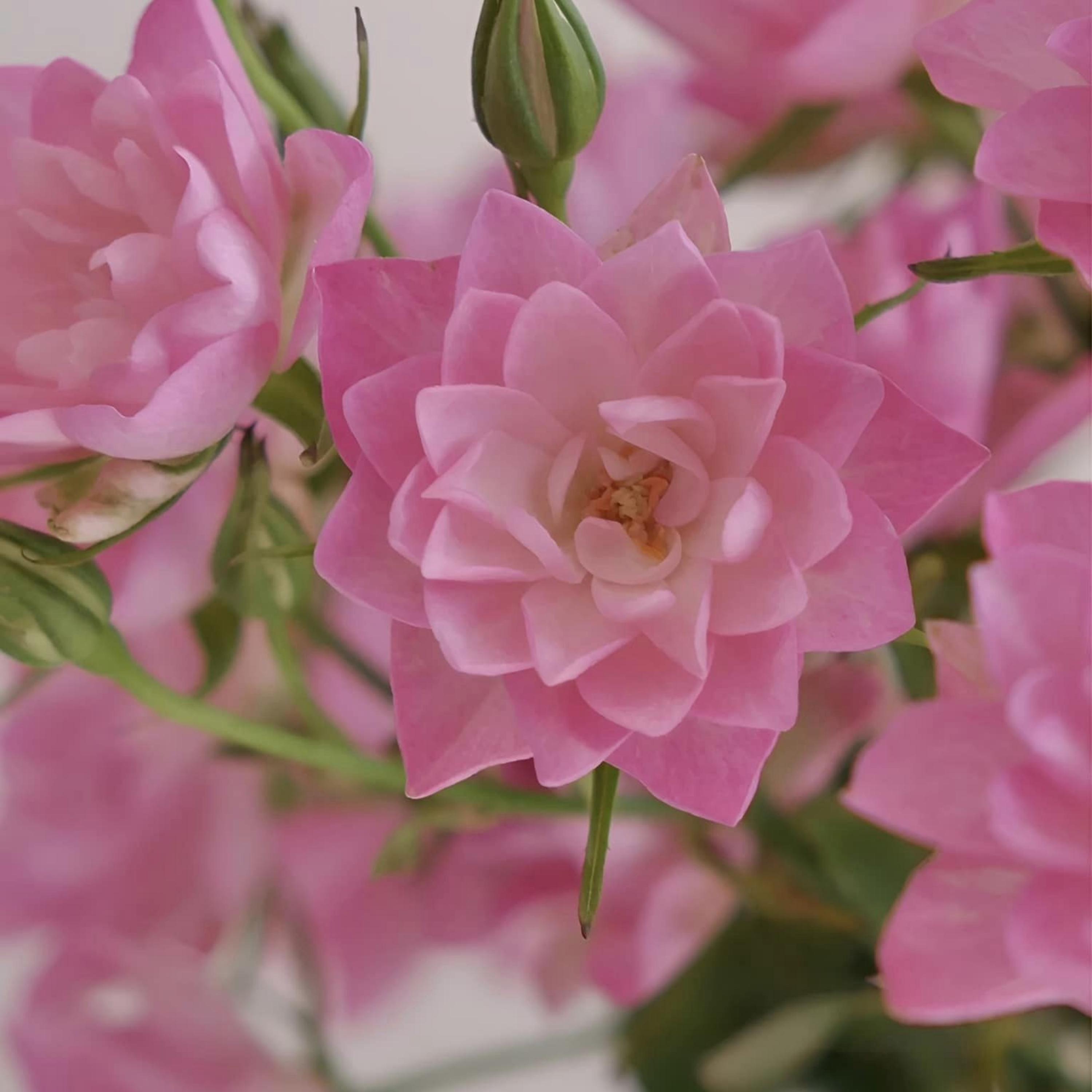 Star Something Roses 30 Lotus Star Rose Seeds – Perennial Authentic Flower Garden Planting ...