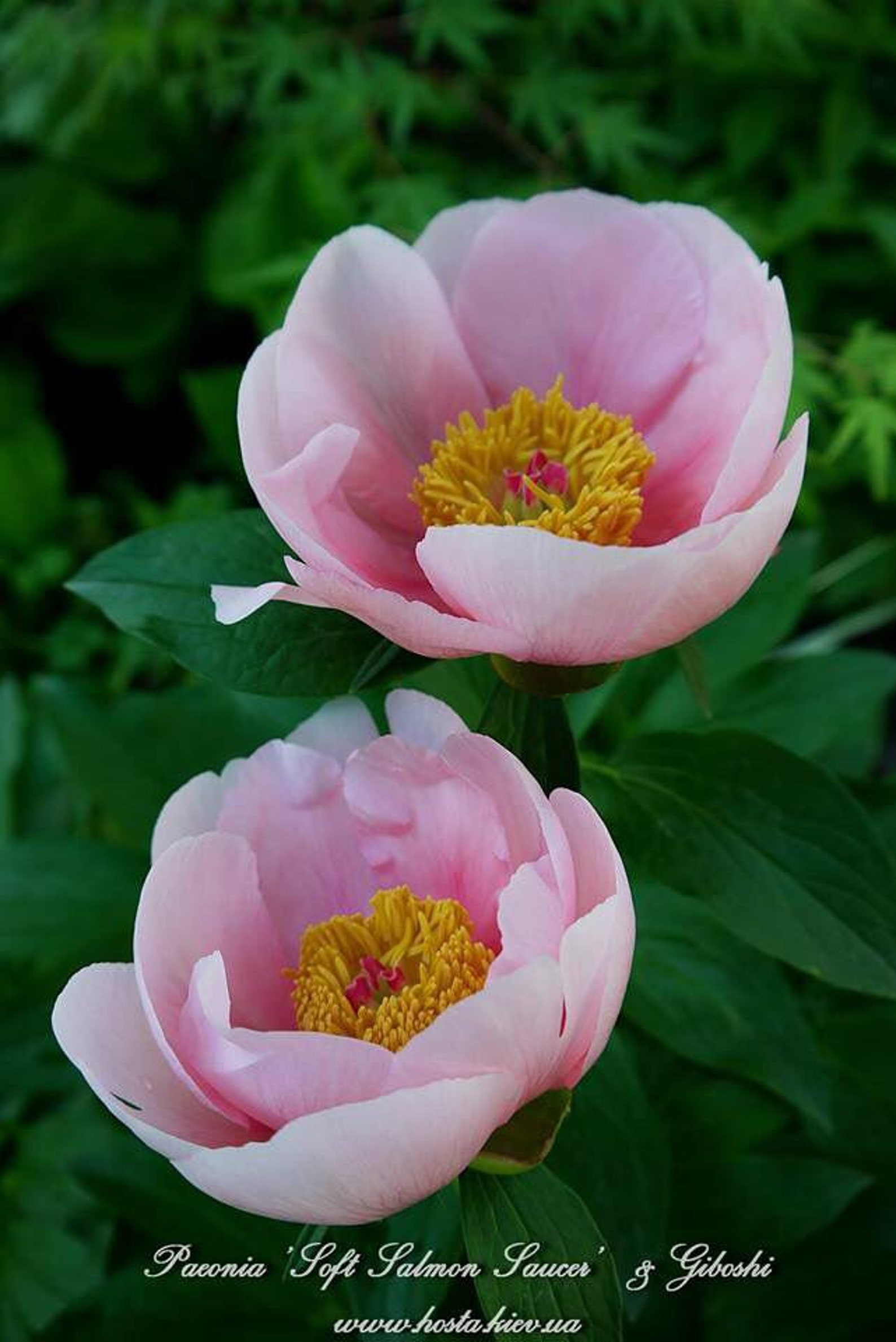 10 Rare Seeds Soft Salmon Saucer Peony Seeds B020 BUY 3 - Etsy