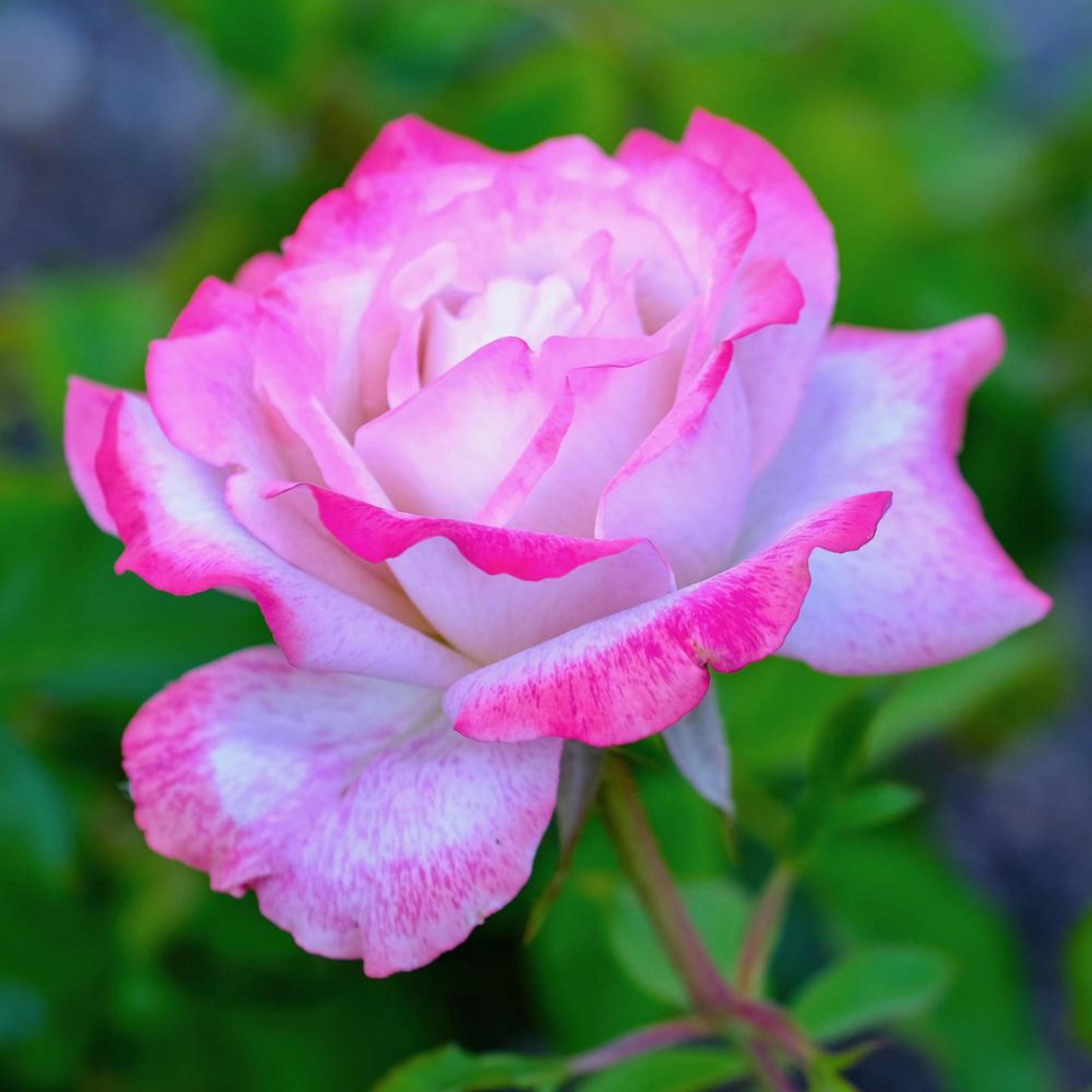 20 Rare White Pink Rose Seeds | Hybrid Tea Bush | Exotic