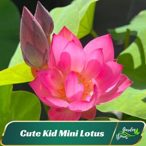 5 Cute Kid Mini Lotus Seeds- Red lotus - Indian Lotus (Nelumbo Nucifera) - Perennial - Cold Resistant - Planting In Late Spring-Summer #Q010