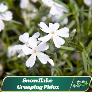 May include: Close-up of white Snowflake Creeping Phlox flowers with yellow centers and green foliage. The image includes a green banner with the text "Snowflake Creeping Phlox" and the "Garden Flower" logo.