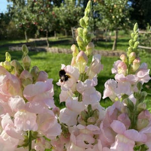 Costa Silver Snapdragon Seeds – Soft Silver-White Blooms –  Friendly - Open - Pollinating - Plant in early Spring - 30 SEEDS - new4 -53