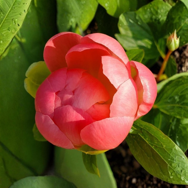 GardenFlowerSeed Peony Seeds - Thumbnail 4