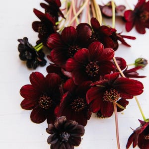May include: A bouquet of deep dark red chocolate cosmos flowers with velvety petals and prominent central discs. The flowers feature slender green stems and are arranged in a cluster, showcasing their rich maroon color and delicate, rounded petal structure.