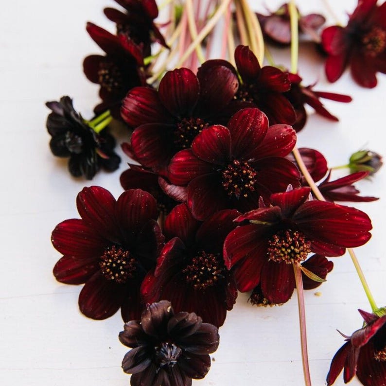 May include: A bouquet of deep dark red chocolate cosmos flowers with velvety petals and prominent central discs. The flowers feature slender green stems and are arranged in a cluster, showcasing their rich maroon color and delicate, rounded petal structure.