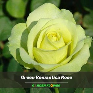 30+ Rare Seed| Bright Green Rose Seeds - Perennial - Authentic Seeds - Rose Flower - Late Winter To Early Spring Planting Time - #A076 zdjęcie 1