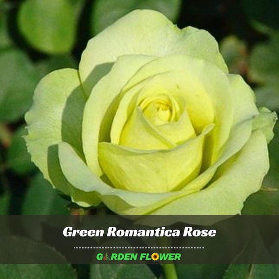 30+ Rare Seed| Bright Green Rose Seeds - Perennial - Authentic Seeds - Rose Flower - Late Winter To Early Spring Planting Time -   #A076