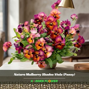 May include: A vibrant arrangement of Nature Mulberry Shades Viola (Pansy) flowers in a ceramic pot. The pansies display a mix of purple, orange, and pink hues, with green foliage. The text "GARDEN FLOWER" is visible.