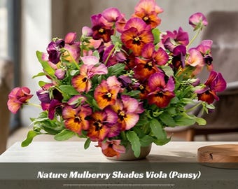 Mulberry Shades Viola Seeds – Antique Flower Garden, Pollinator Friendly