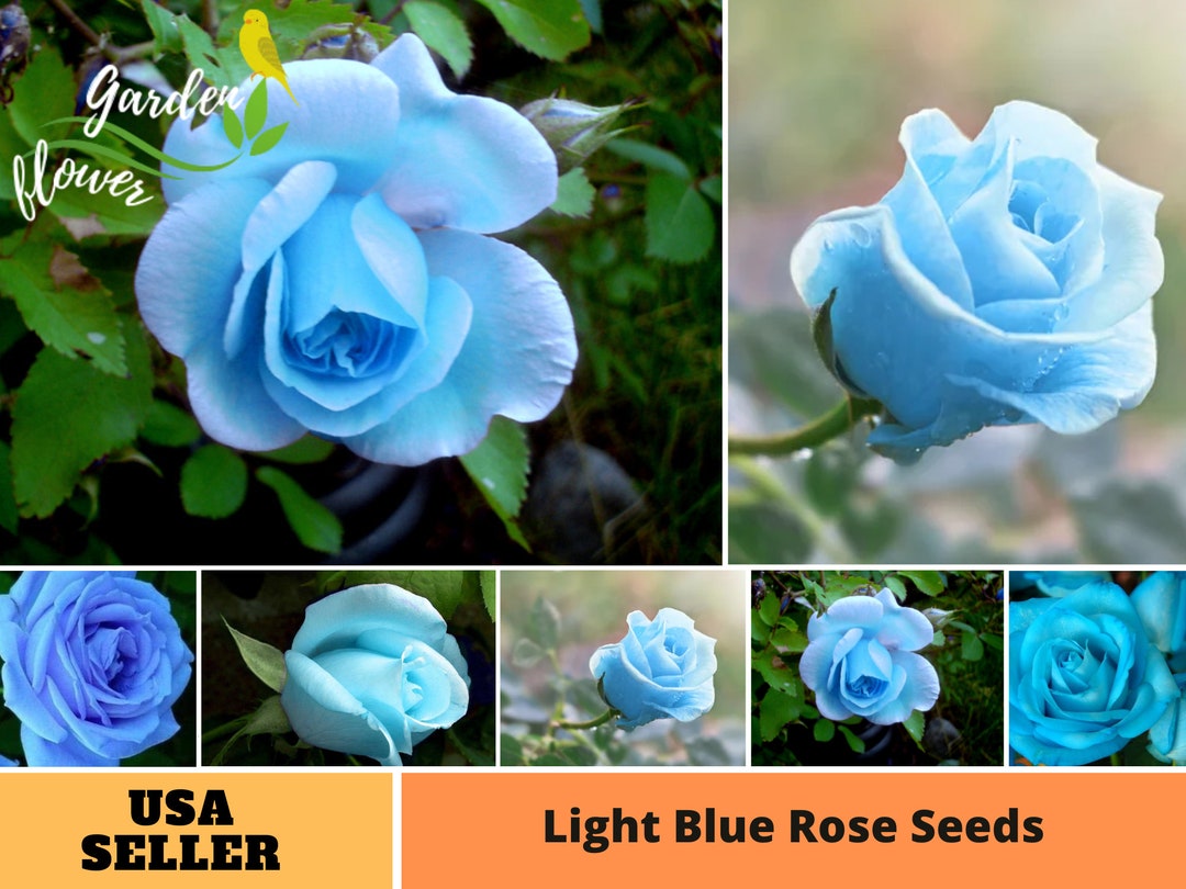 Beautiful Blue Rose Seeds Photo Photography Beautiful Blue Rose Seeds Photo Photography