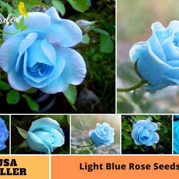 30 Rare Seeds| Light Blue Rose Seeds-Perennial -Authentic Seeds-Flowers -Organic. Non GMO -Vegetable Seeds-Mix Seeds for Plant-B3G1 #A133