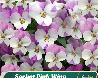 Sorbet Pink Wing Viola Seeds - Open-Pollinating - Self-Pollinating -Draft Resistant -Plant in late Summer/Spring #226