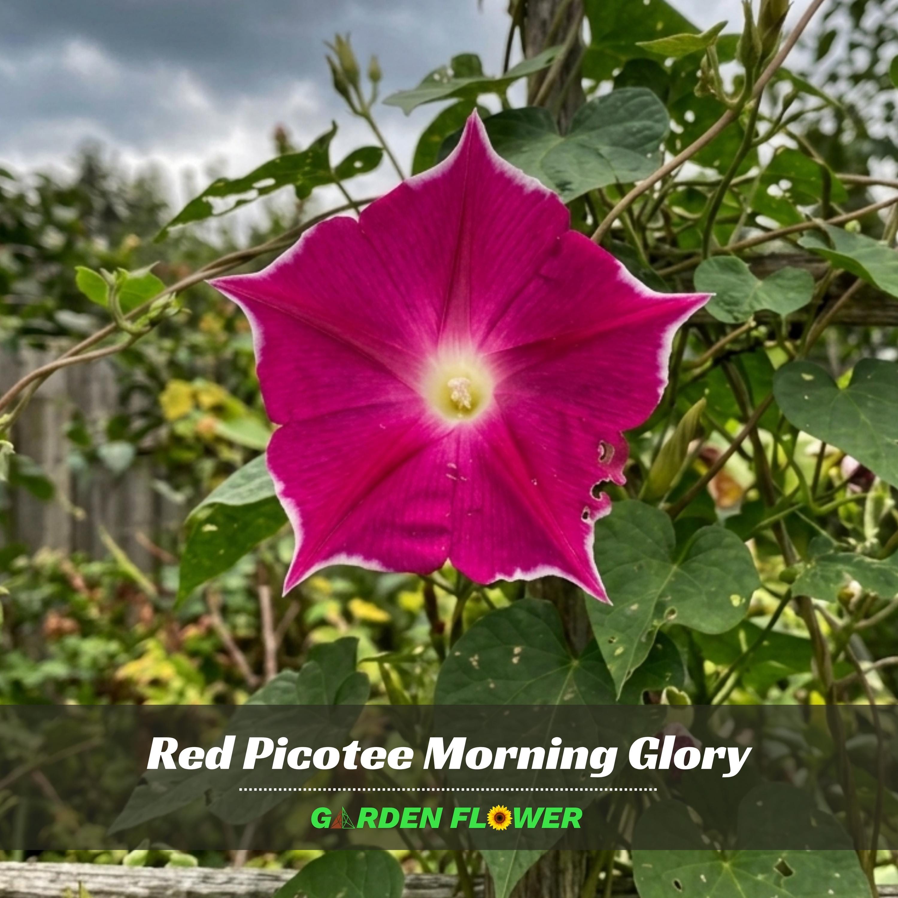 Red Picotee Morning Glory Seeds - Vine Seeds - Authentic Seeds
