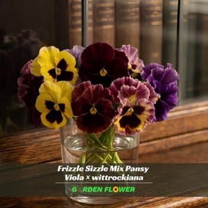 May include: A bouquet of Frizzle Sizzle Mix Pansy flowers in a clear glass vase. The flowers display a mix of colors, including yellow, burgundy, and purple. The text "Frizzle Sizzle Mix Pansy Viola x wittrockiana" and "GARDEN FLOWER" is visible.