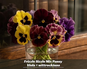 Frizzle Sizzle Mix Pansy Viola × wittrockiana Seeds - Open-Pollinating - Self-Pollinating - Plant in late Summer/Spring