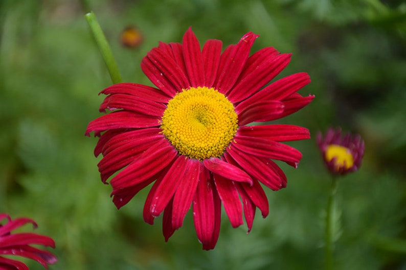 Robinson's Red Painted Daisy Seeds-Perennial Authentic Seeds-Flowers Organic. Non GMO Seeds-Mix Seeds for Plant-B3G1N010 image 5