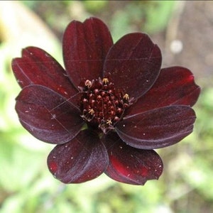 May include: A dark maroon chocolate cosmos flower with eight rounded petals and a central cluster of deep red stamens. The velvety petals display a rich, near-black hue with subtle hints of crimson, showcasing a delicate and symmetrical floral structure.
