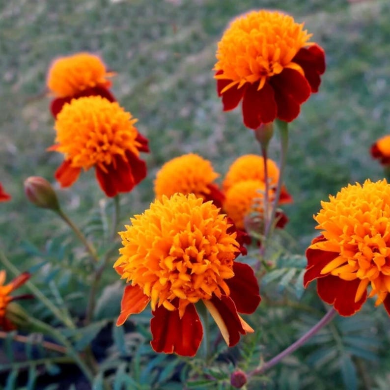 May include: Close-up of vibrant orange and red marigold flowers in a garden setting. The flowers have a layered, textured appearance with a deep red base and bright orange petals. The image captures the natural beauty of the blooms.