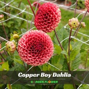 May include: Two vibrant, spherical Copper Boy dahlia flowers with dense, layered petals in shades of coral and orange. The plants feature green leaves and several unopened buds, all supported by a white grid trellis in a garden setting.