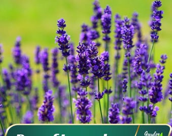 May include: A close-up view of a field of purple dwarf lavender flowers. The flowers are in bloom and the stems are green. The text "Dwarf Lavender" is in the foreground of the image. The text "Garden Flower" is in the background of the image.