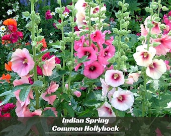 Indian Spring Alcea rosea (Common Hollyhock) - Authentic Seeds ~ GMO Free ~ Seeds~Flower seeds~Herbs
