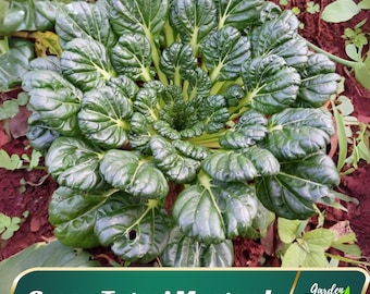 Tatsoi Mustard Green Seeds - Perennial - Authentic - Edible -  - Fast Growing - Vegetable Seeds - Planting In Spring/Fall B5G1 #7031