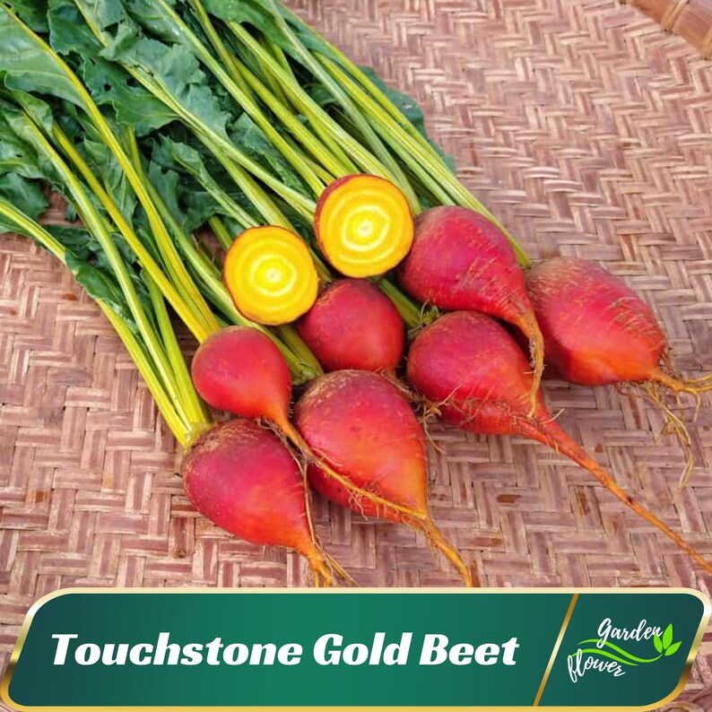 Touchstone Gold Beet Seeds - Perennial - Authentic Seeds - - Fast ...