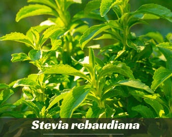 50s - Stevia rebaudiana Seeds - Herb Seeds - Sweetleaf - Sugarleaf - Evergreen - Perennial Seeds - Blooms in Summer – Early Fall #New 5-16