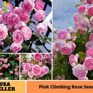 30 Rare Seeds-Pink Climbing Rose Seeds-Perennial -Authentic Seeds-Flowers -Organic. Non GMO -Vegetable Seeds-Mix Seeds for Plant-B3G1 #A108