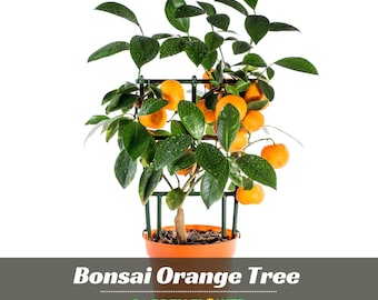 Bonsai Orange Tree Seeds - Perennial - Authentic Seeds -  Seeds - Edible Seeds – Flowering - Fruit Garden - Fruit Seeds - #5005