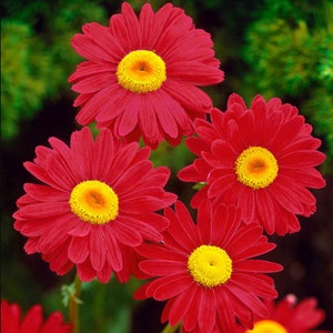 Robinson's Red Painted Daisy Seeds-Perennial Authentic Seeds-Flowers Organic. Non GMO Seeds-Mix Seeds for Plant-B3G1N010 image 2