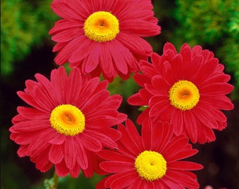 Robinson's Red Painted Daisy Seeds - Authentic Seeds - Cold Resistant - Self-Pollinating - Planting in Early Spring/ Fall
