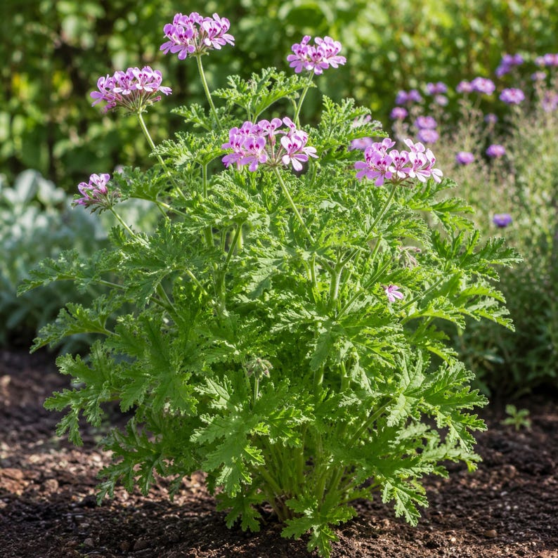 May include: A scented geranium plant featuring deeply lobed, serrated green leaves and clusters of small, delicate light pink flowers with darker pink markings on the petals, growing upright from the dark soil in a garden setting.