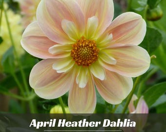 April Heather Dahlia Seeds-Pollinator Friendly- Open Pollinated - Heirloom - Flower Seeds - Mix Seeds to Plant - .#D094