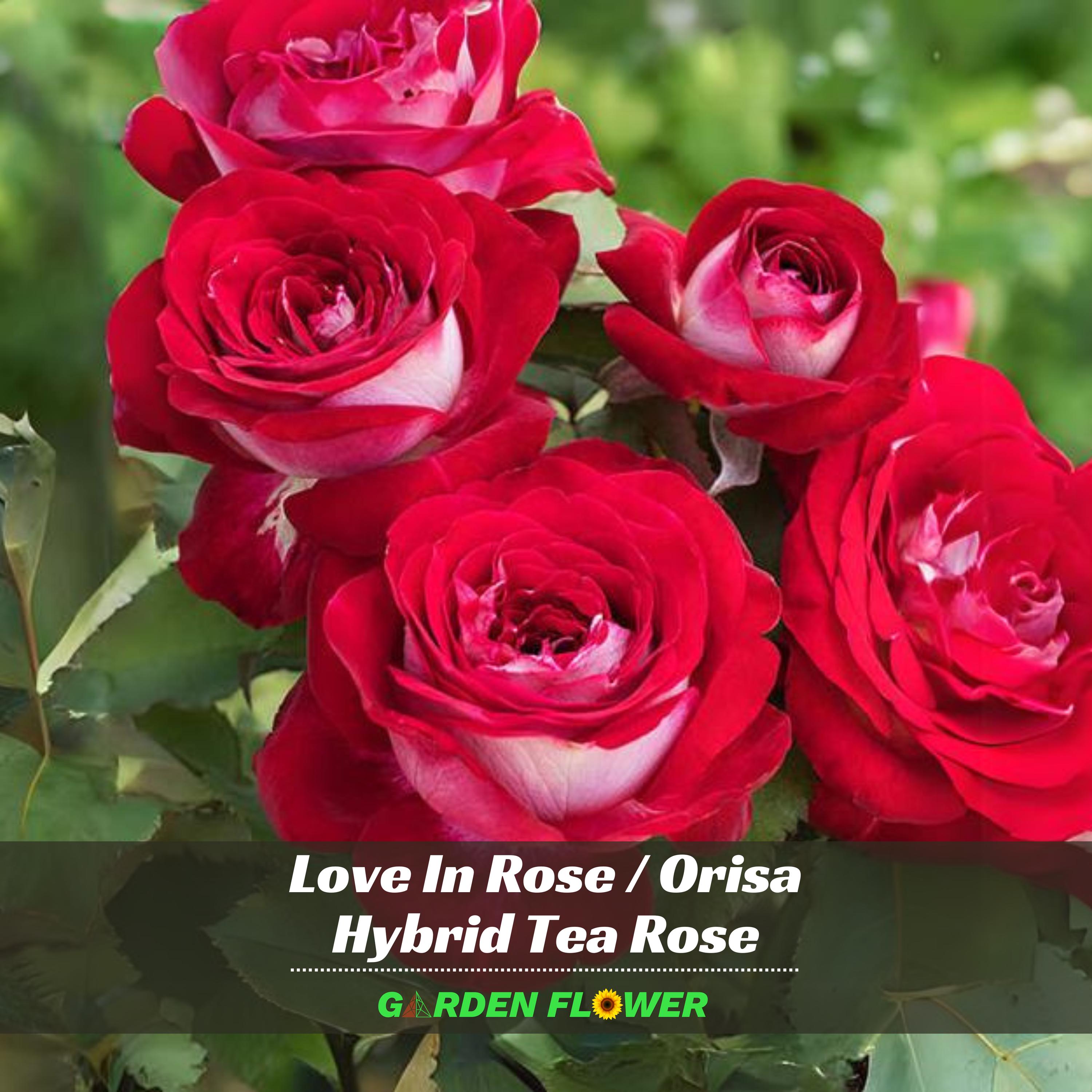 30+ Rare Seeds | Love in Rose/orisa Rose Hybrid Seeds - Perennial