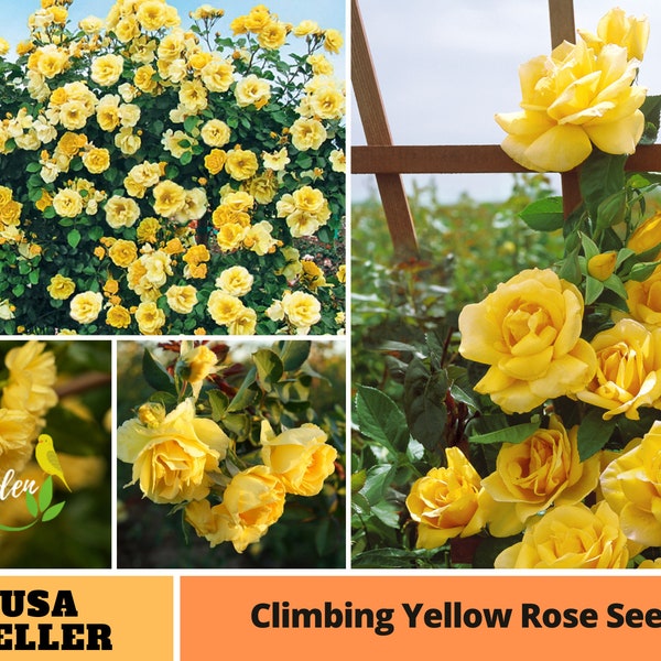 25+ Rare Seeds| Yellow Shrub Rose Seeds- Perennal - Authentc Seeds