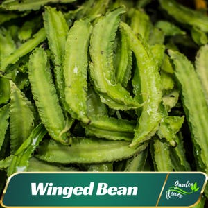 May include: Close-up of a pile of fresh, bright green winged beans. The beans have a unique, ridged appearance and are glistening with moisture. The image includes a banner with the text "Winged Bean" and the words "Garden Flower".