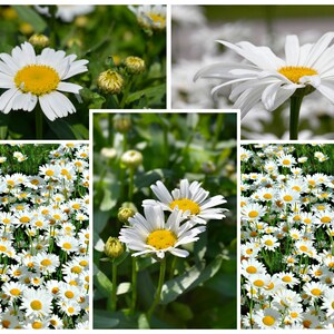 May include: A collage of six images featuring white daisies with yellow centers. The images show close-ups of individual daisies, as well as a field of daisies.