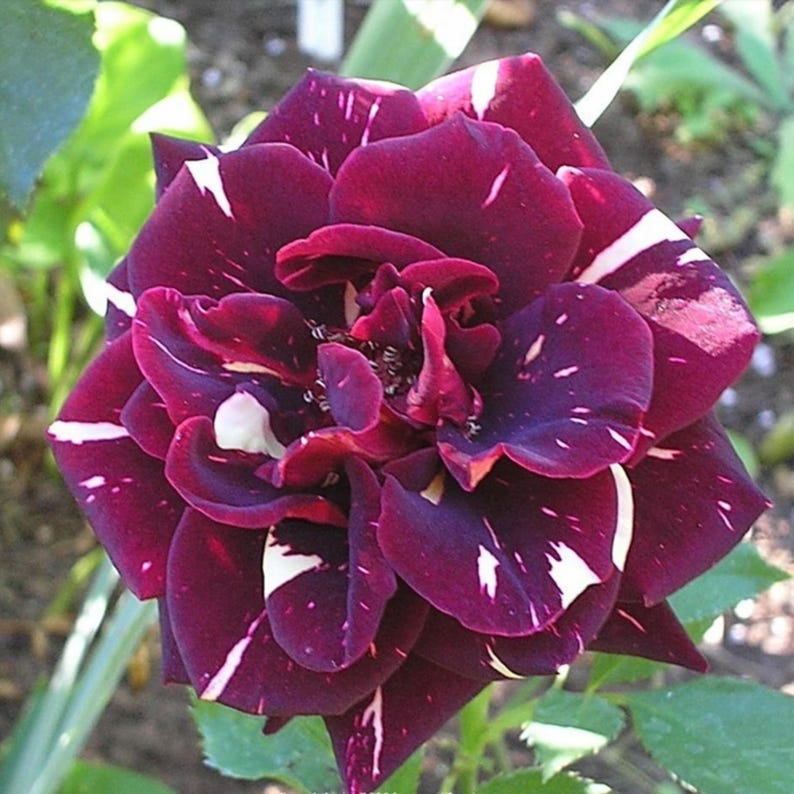 25 Rare Seed Red Blend Memphis Music Rose Seeds Perennial Authentic
