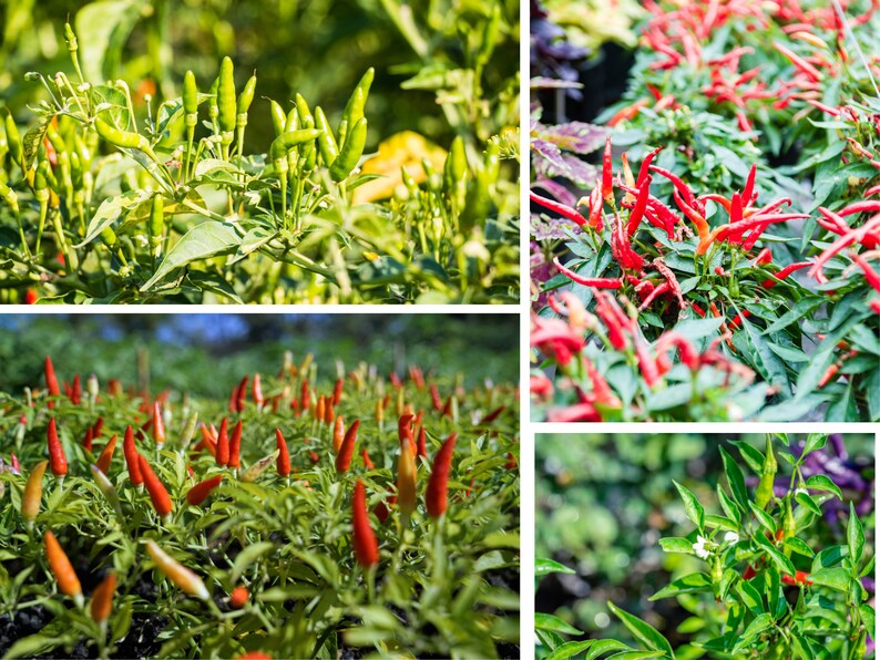 35 Seeds Bird's Eye Chili Peppers thai Seeds Annual Vegetable Seeds
