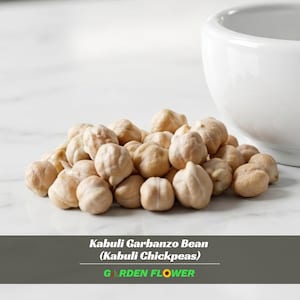 May include: A pile of Kabuli garbanzo beans, also known as Kabuli chickpeas, with a white bowl in the background. The beans are beige and have a slightly rough texture. The text "Kabuli Garbanzo Bean (Kabuli Chickpeas) GARDEN FLOWER" is at the bottom.