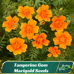 May include: Close-up of vibrant orange Tangerine Gem Marigold flowers with dark green foliage. The image includes a banner with the text "Tangerine Gem Marigold Seeds" and the Garden Flower logo.