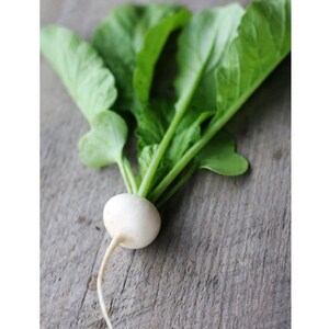110 Seeds| Hailstone Radish Seeds - Perennial - Edible - Organic - Fast ...
