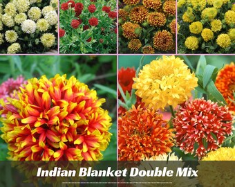 Indian Blanket Seeds - Double Mix - Authentic Seeds - Cold Resistant - Fast Growing - Easy To Grow - Planting In Spring