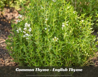 Thymus vulgaris (Common Thyme, English Thyme) - Authentic Seeds ~ GMO Free ~ Seeds~Flower seeds~Herbs