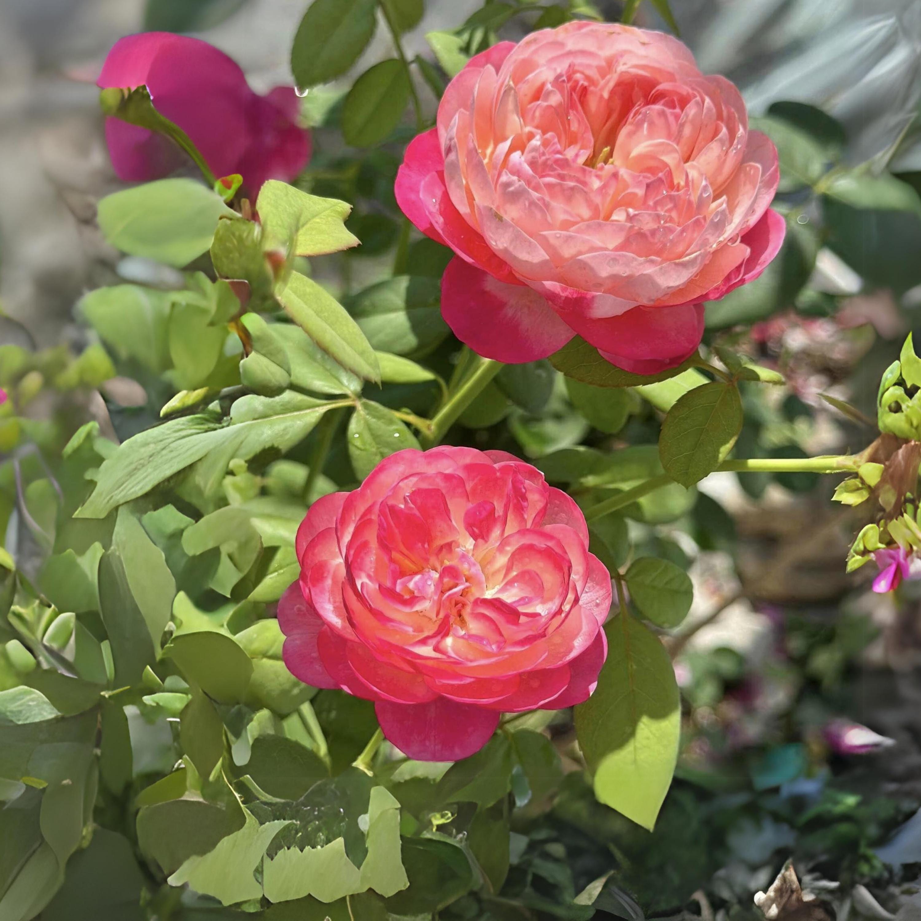 ★Ras Goudie / No Bed A Rose 7EP ★Qs7jn★ At Last® Rose Shrubs for Sale | FastGrowingTrees.com