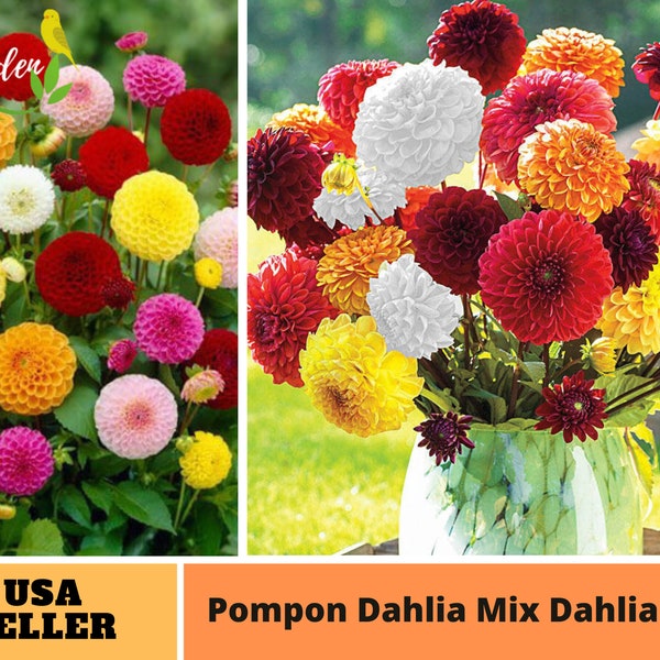 Dahlia Etsy dahlia-etsy
