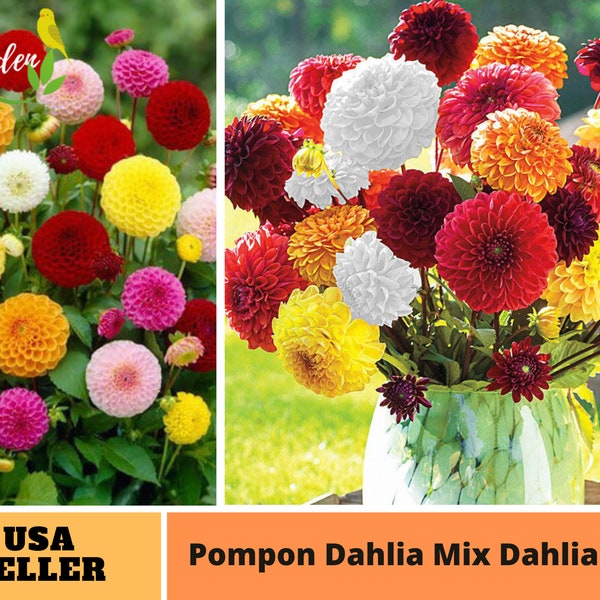 Pompon Mix Dahlia Seeds - Perennial -Authentic Seeds-Flowers -Organic. Non GMO -Vegetable Seeds-Mix Seeds for Plant-B3G1#D034.