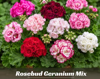 Rosebud Geranium Mix Seeds - Pelargonium hortorum - Rose Shaped Colorful Blooms - Garden & Container Flower   #9408